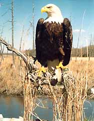 Bald eagle taxidermy on wood stub habitat.