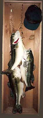 Largemouth bass stringer mount in shadow box.