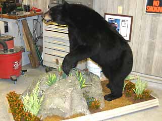 Balck bear taxidermy mount on floor taxidermy habitat base.