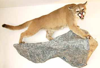 Cougar taxidermy mount on rock shelf taxidermy habitat display.