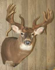 Whitetail deer shoulder mount by Delaware taxidermist George Roof.