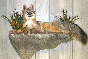 Grey fox on wall shelf taxidermy habitat display.