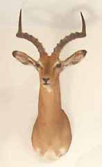 African safari taxidermy mount.  Impala.