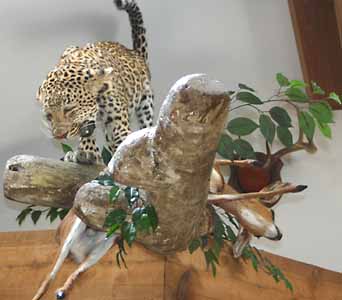 Leopard with kill on artificial limb as a habitat display.