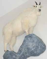 Mountain goat on rock ledge taxidermy habitat display.