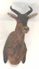 African safari taxidermy mount.  Tsessebe or topi.