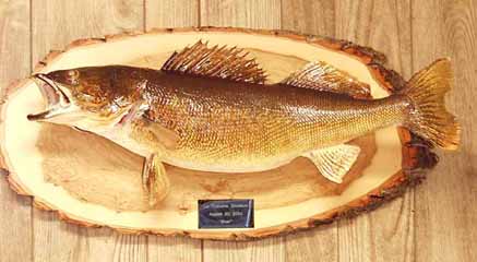 Walleye on log slab panel display.