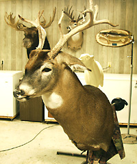 Whitetail deer shoulder mount by Delaware taxidermist George Roof.