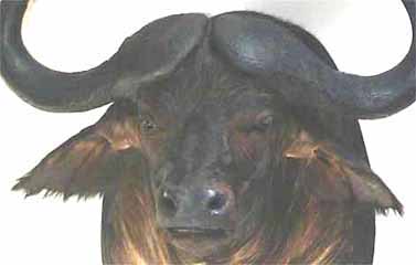 African safari taxidermy mount.  Cape buffalo.