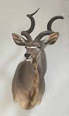 African safari taxidermy mount.  Kudu.