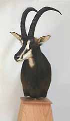 African safari taxidermy mount.  Sable antelope.