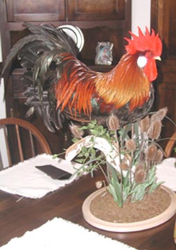 The use of taxidermy specimens as interior decorator items has been around since the Victorian Era.  With the evolution and adaptation of modern materials, the art form is reaching new heights that makes it suitable for any decor.The piece displayed here is titled:  Uncle George's Rooster.