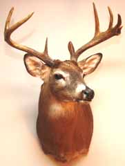 Whitetail deer shoulder mount by Delaware taxidermist George Roof.