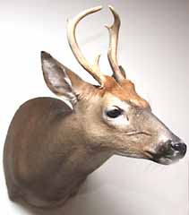 Whitetail deer shoulder mount by Delaware taxidermist George Roof.