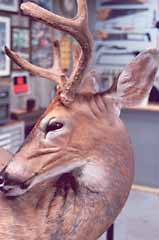 Whitetail deer shoulder mount by Delaware taxidermist George Roof.