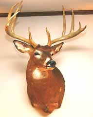 Whitetail deer shoulder mount by Delaware taxidermist George Roof.