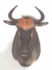 African safari taxidermy mount.  Blue wildebeest or blue gnu.