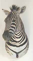 African safari taxidermy mount.  Zebra.